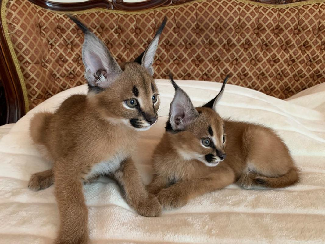 Serval a Savannah caracal koťata k dispozici