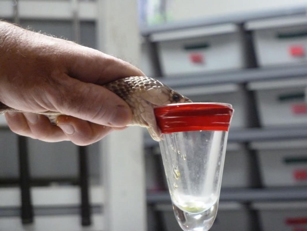 Hadí jedy na prodej sušený a tekutý hadí jed