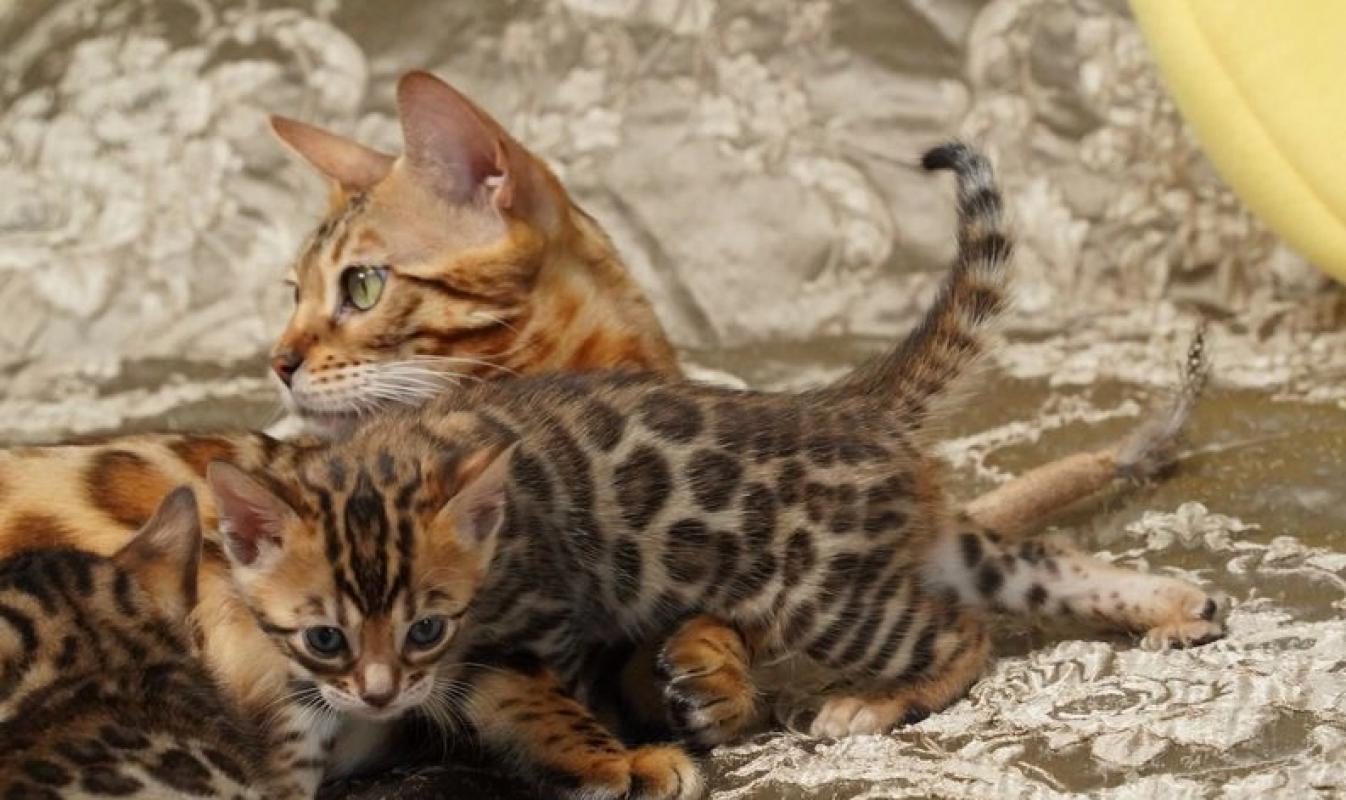 Bengálské-kočky-na-prodej-naprosto-úžasná-koťata-velká-šampi